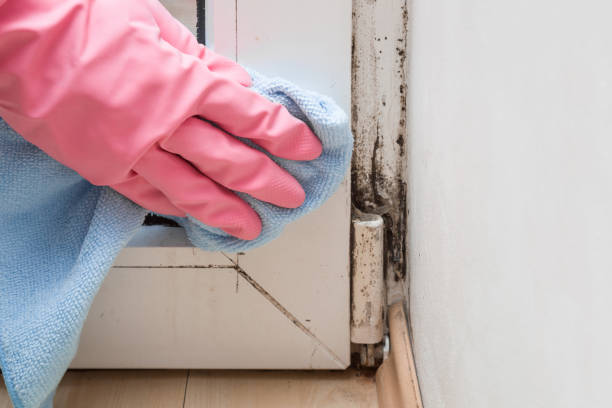 Best Insurance-Related Mold Remediation in Mccordsville, IN