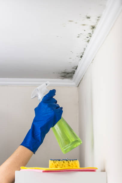 Best Post-Flood Mold Remediation in Mccordsville, IN